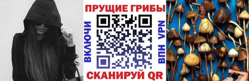 дарнет шоп  Можайск  Галлюциногенные грибы мицелий 